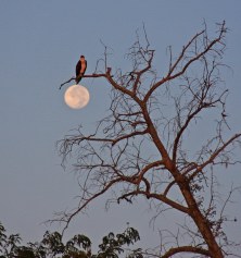 Osprey at Dawn, Full Moon, Cane Bayou - photo by Bob Fergeson